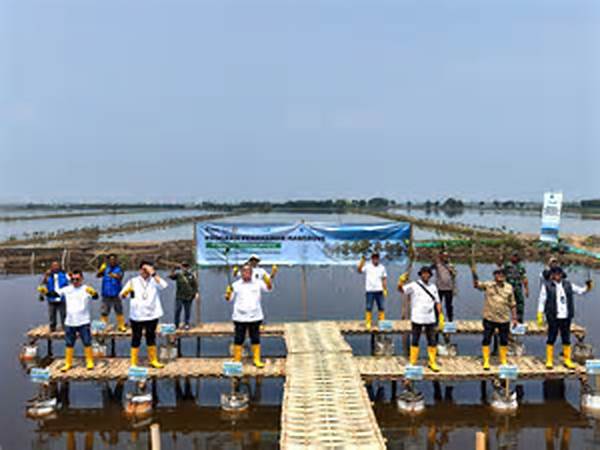 Pelindo Day Di Cirebon: Penanaman 53 280 Bibit Mangrove
